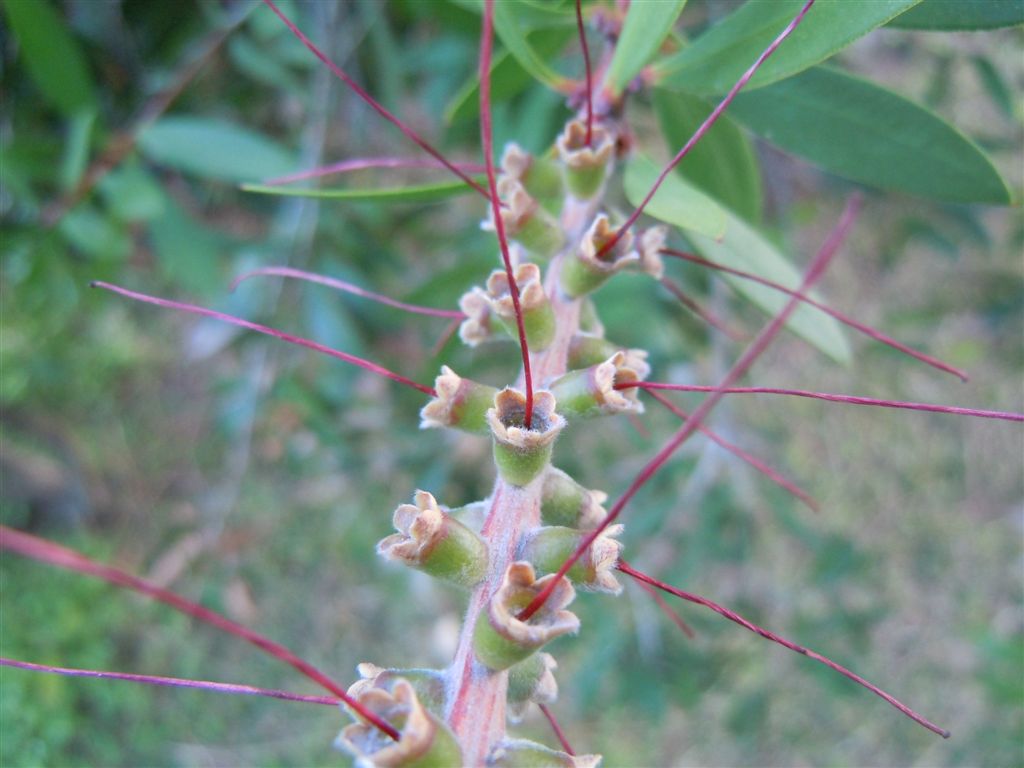 Callistemon speciosus